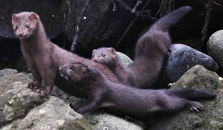 family of mink on rocks